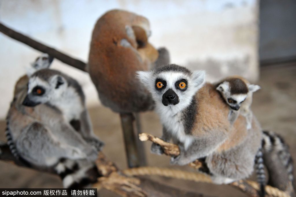 青島環(huán)尾狐猴添丁10口 個個呆萌可愛舔犢情深