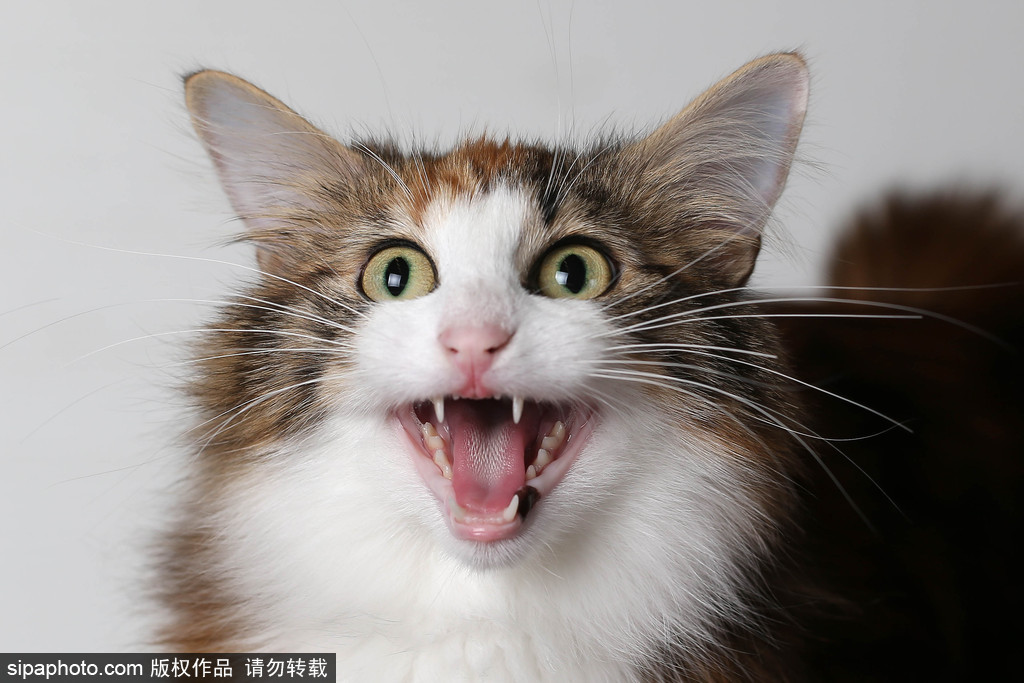 貓奴的天堂！愛爾蘭舉行至尊貓展 喵星人萌態百出呈現表情包