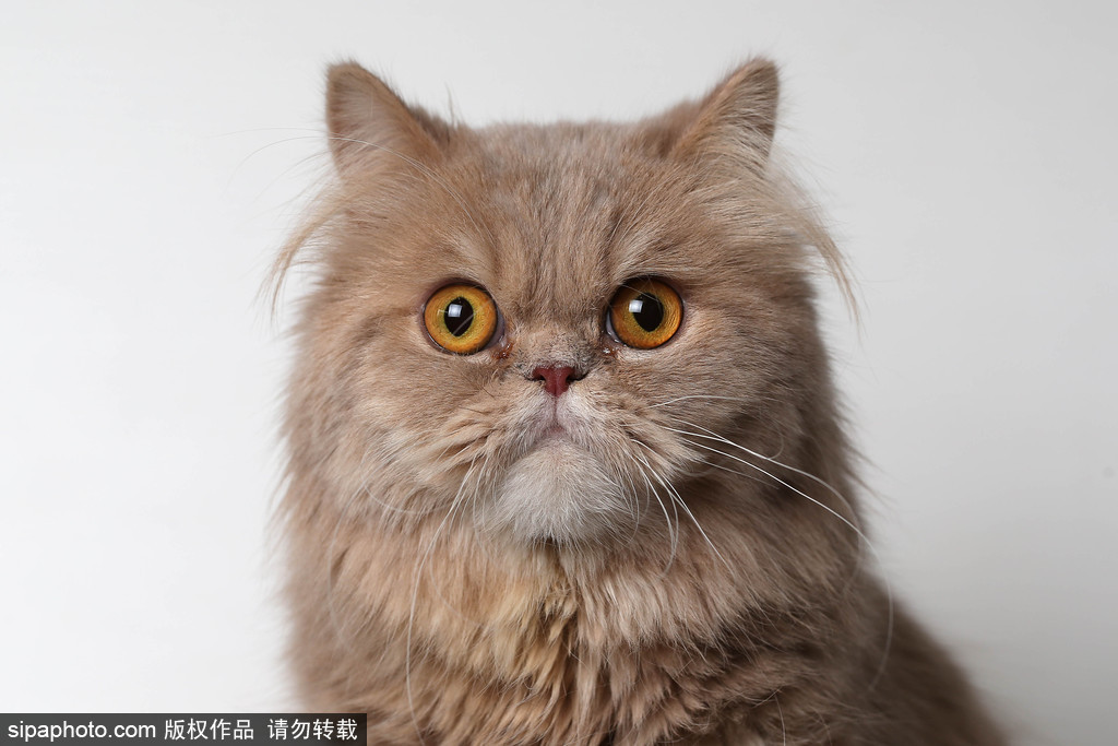 貓奴的天堂！愛爾蘭舉行至尊貓展 喵星人萌態百出呈現表情包