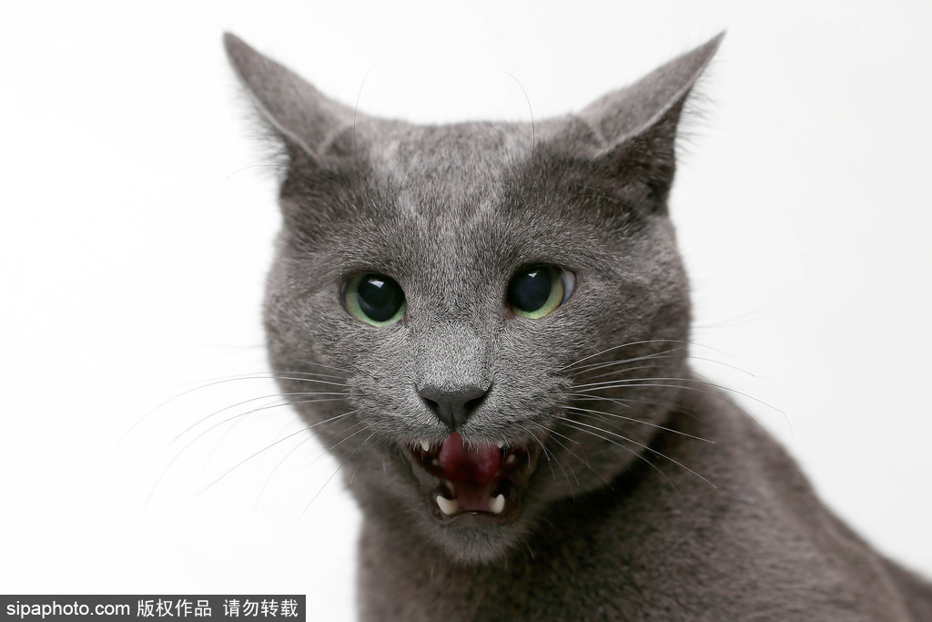 貓奴的天堂！愛(ài)爾蘭舉行至尊貓展 喵星人萌態(tài)百出呈現(xiàn)表情包