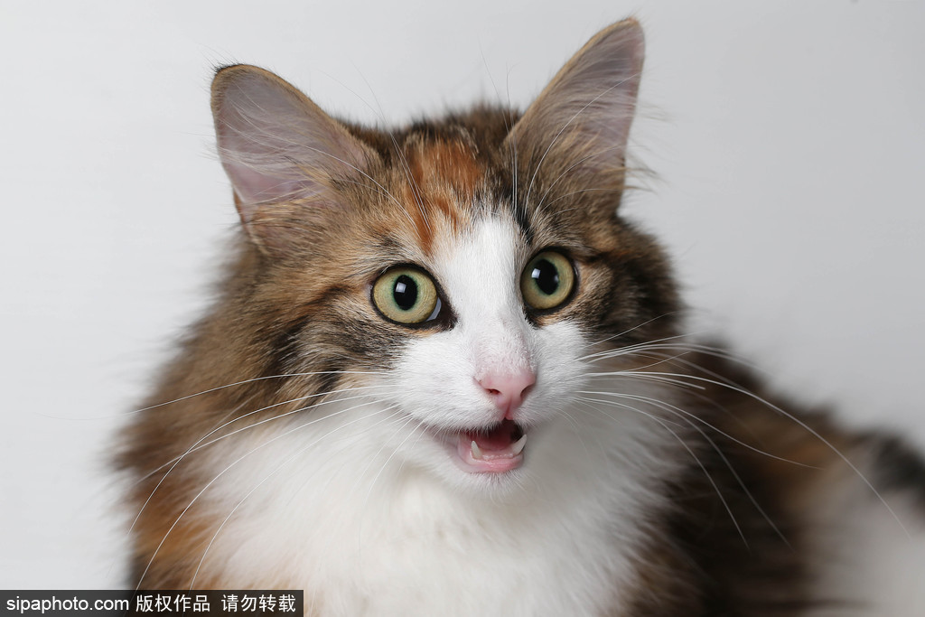 貓奴的天堂！愛爾蘭舉行至尊貓展 喵星人萌態(tài)百出呈現(xiàn)表情包