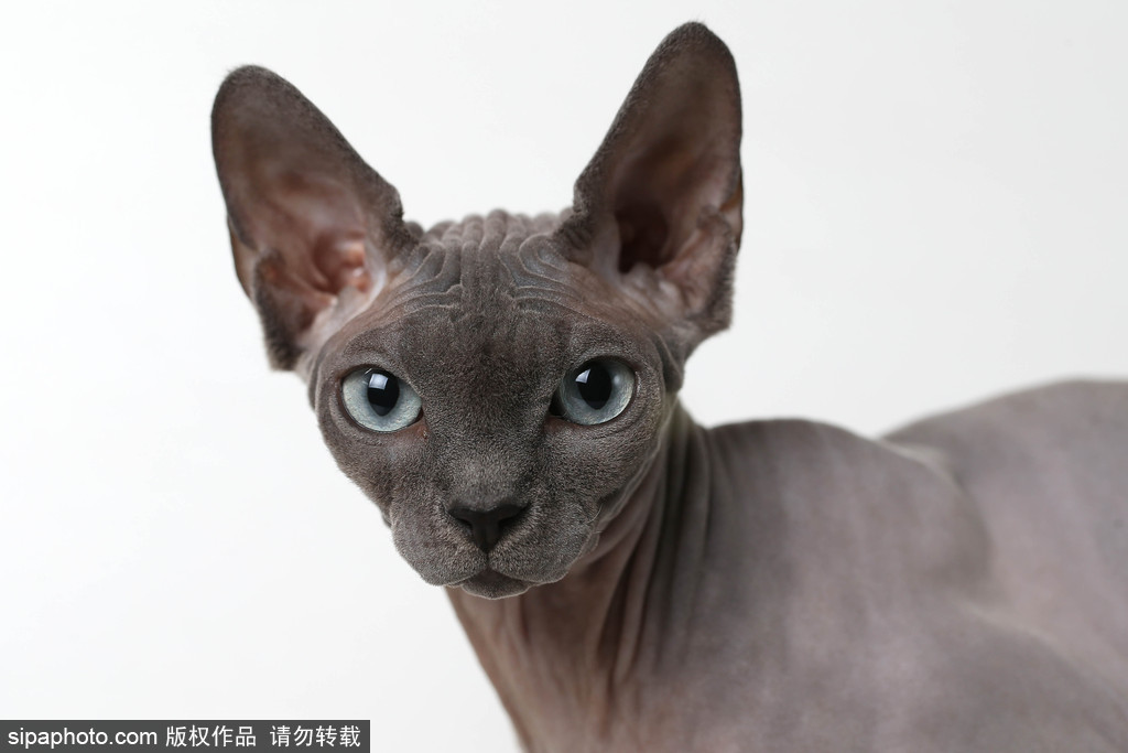 貓奴的天堂！愛爾蘭舉行至尊貓展 喵星人萌態百出呈現表情包