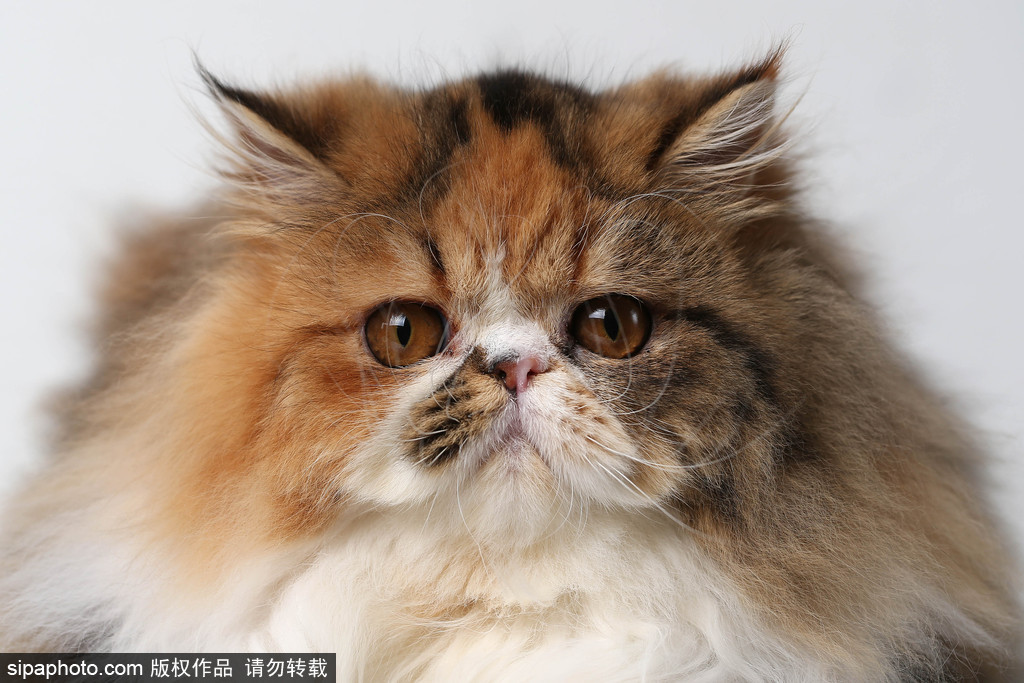 貓奴的天堂！愛爾蘭舉行至尊貓展 喵星人萌態百出呈現表情包