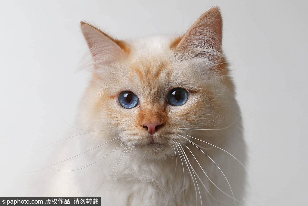 貓奴的天堂！愛爾蘭舉行至尊貓展 喵星人萌態百出呈現表情包