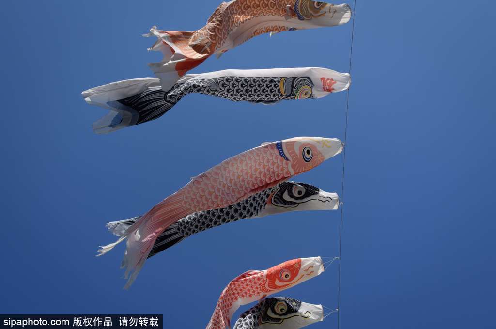 日本東京街頭鯉魚(yú)旗飄揚(yáng) 寄托祝福慶祝男孩節(jié)