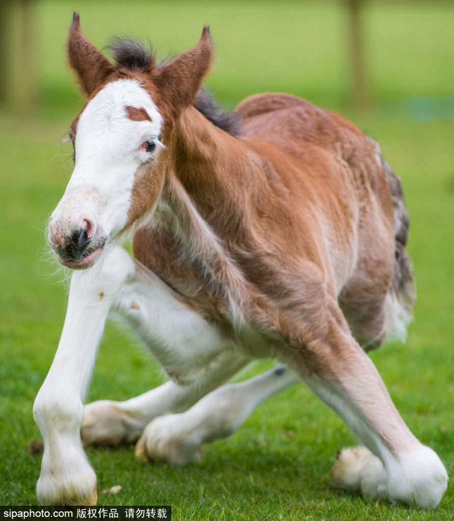 英國：剛出生四天小馬駒邁出“馬生”第一步 終于學會跑了