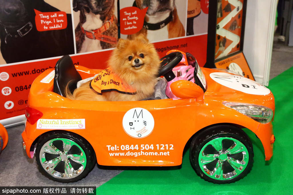 比比誰(shuí)更萌！英國(guó)舉行寵物大賽 各式各樣歡樂(lè)有趣