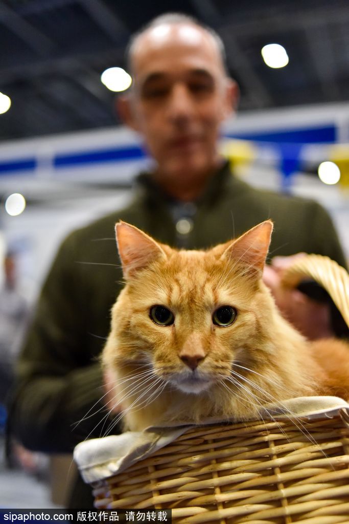 比比誰更萌！英國舉行寵物大賽 各式各樣歡樂有趣