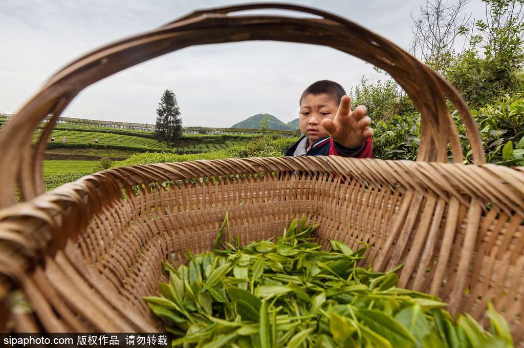 走近貴州遵義茶園 “蒼翠如海”