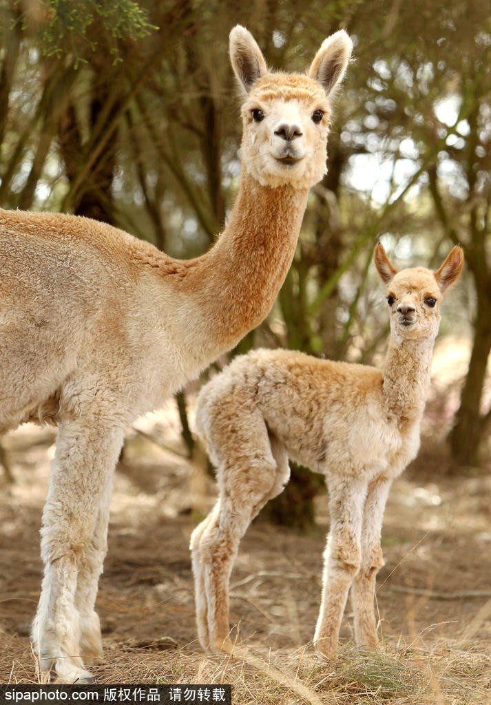 長大后我將成為你 母親節(jié)盤點(diǎn)動物界母子神同步