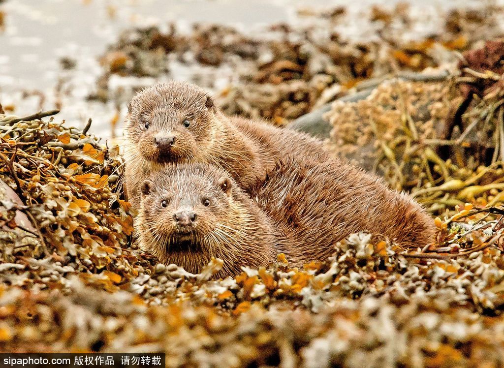 長大后我將成為你 母親節盤點動物界母子神同步