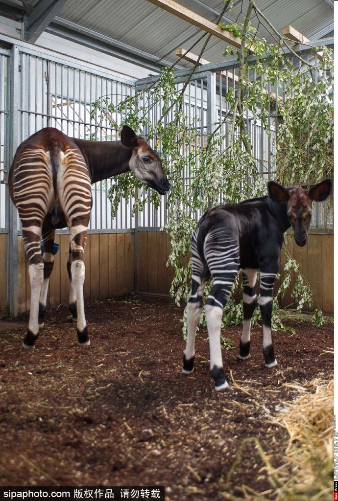 長大后我將成為你 母親節(jié)盤點(diǎn)動(dòng)物界母子神同步