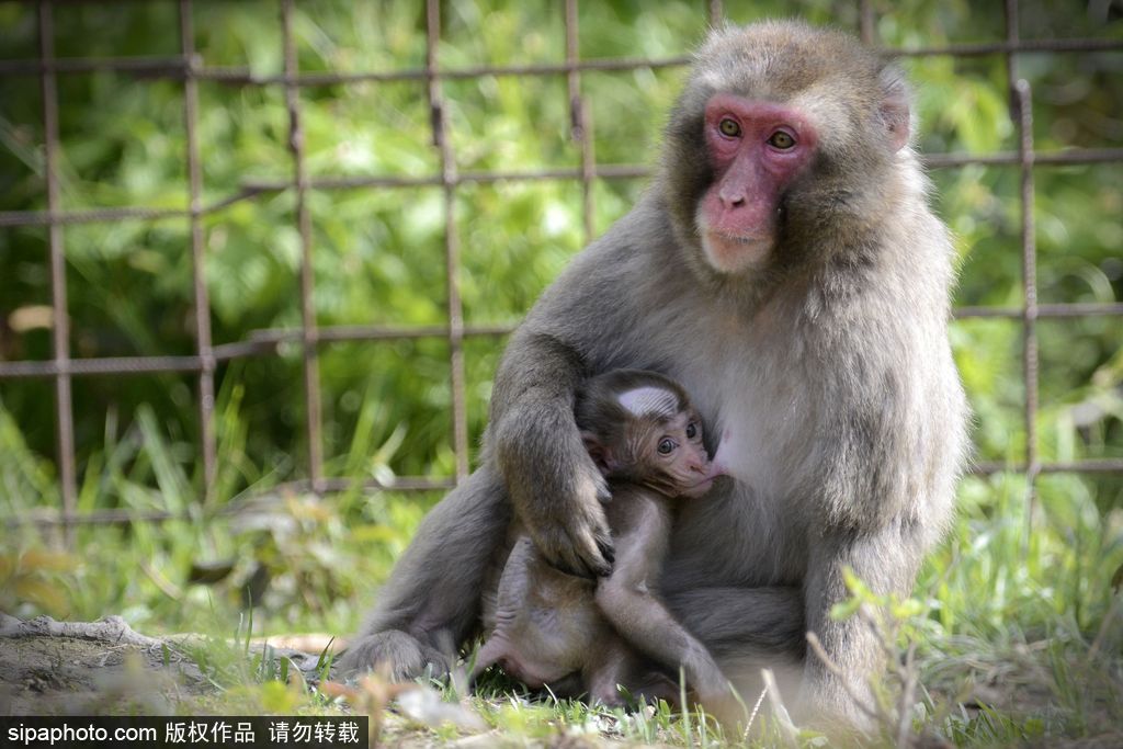 捷克動(dòng)物園里的日本獼猴寶寶 依偎媽媽懷里呆萌可愛