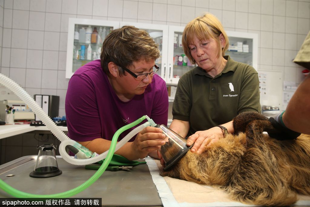樹懶也有牙病？德國哈雷動物園樹懶接受牙醫(yī)治療