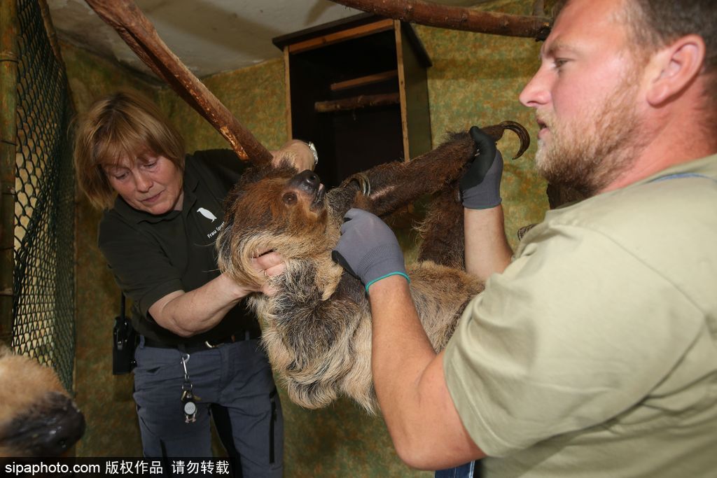 樹懶也有牙??？德國哈雷動物園樹懶接受牙醫治療