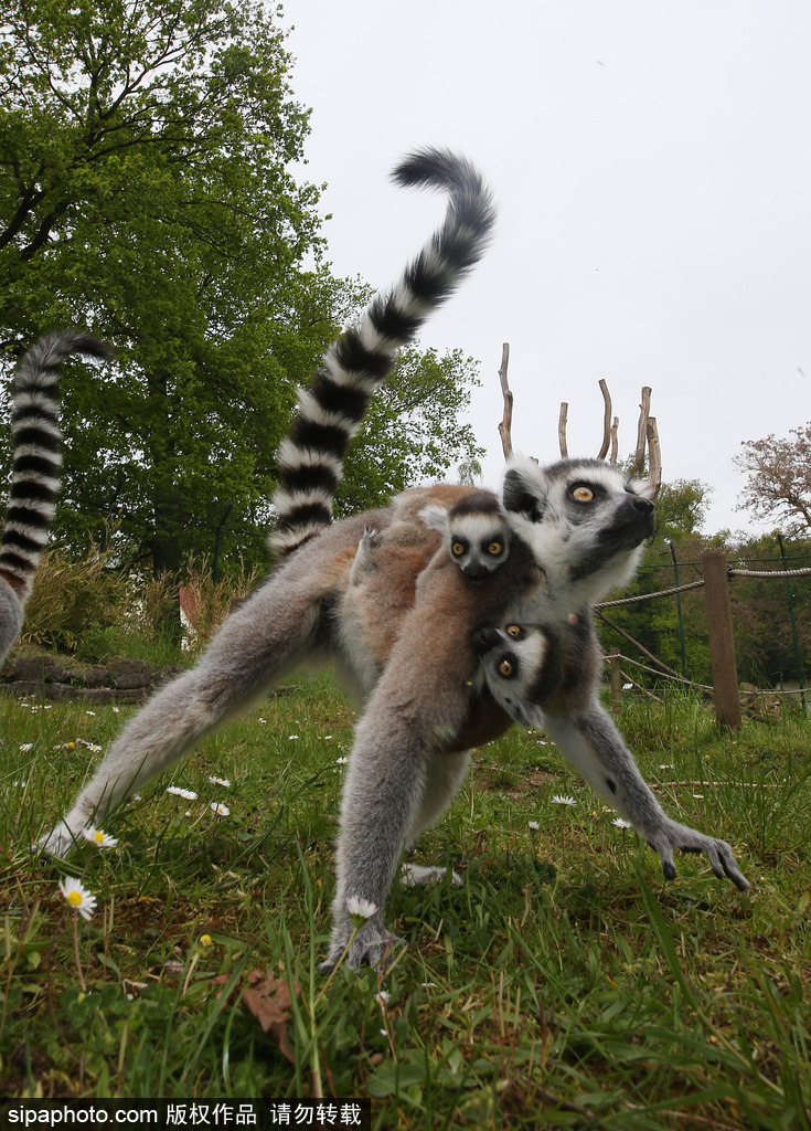 就是不撒手！環(huán)尾狐猴幼崽緊抱媽媽呆傻可愛