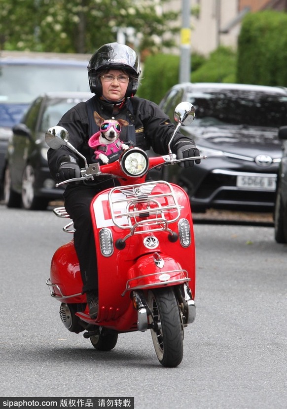 帶上汪星人去兜風(fēng) 主人為愛(ài)犬打造摩托車安全背帶