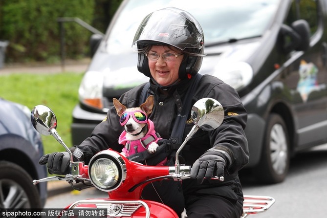 帶上汪星人去兜風(fēng) 主人為愛(ài)犬打造摩托車安全背帶