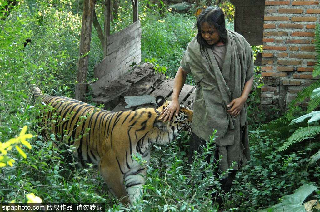 人與自然相處模式 印尼男子養老虎親密無間