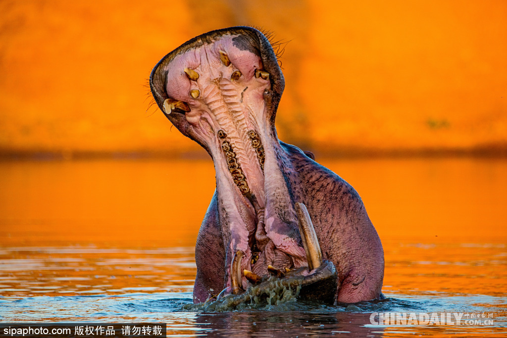 唯美如高清壁紙 攝影師實(shí)拍世界各地野生動物