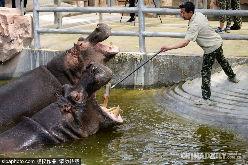 山東青島：實拍河馬刷牙 全程配合無比享受