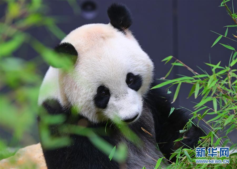 旅荷大熊貓“星雅”“武雯”首次公開亮相