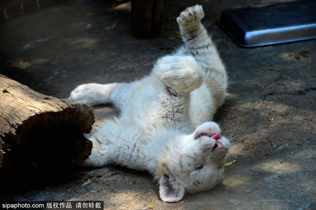 山東青島：罕見熊虎和平共處 小白虎對(duì)準(zhǔn)鏡頭做表情包