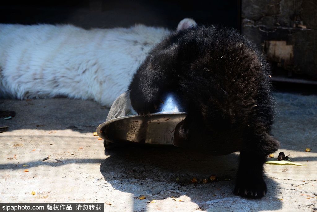 山東青島：罕見熊虎和平共處 小白虎對準鏡頭做表情包
