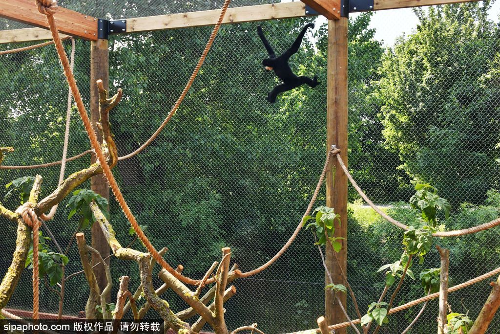 英國倫敦動物園長臂猿 “飛檐走壁”身手敏捷