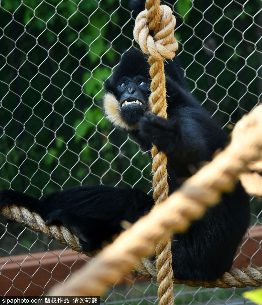 英國倫敦動物園長臂猿 “飛檐走壁”身手敏捷