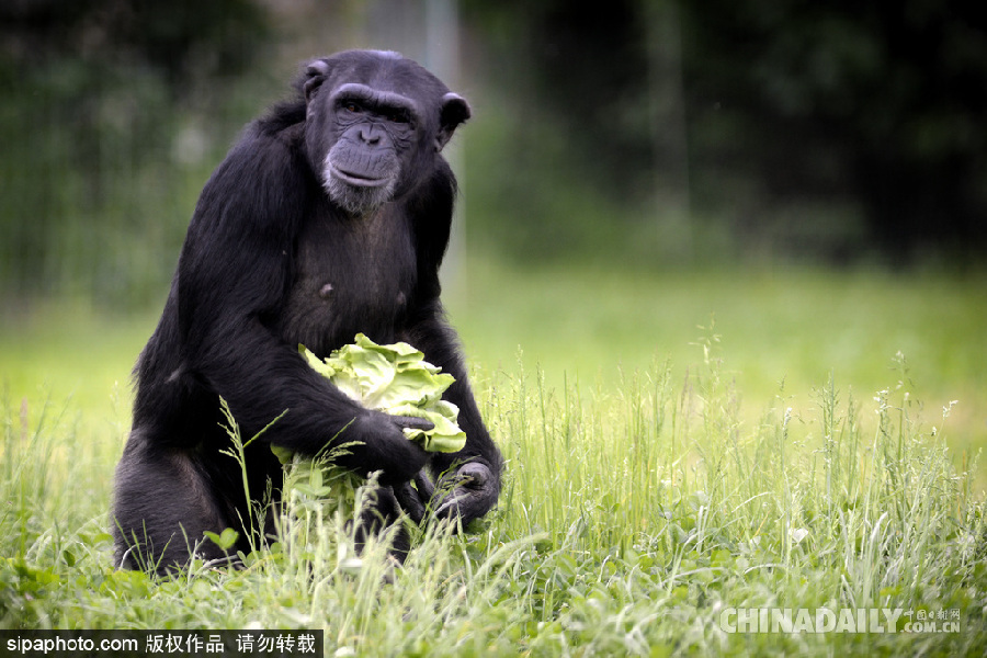 能耐了！捷克動物園黑猩猩直立行走采摘食物有模有樣