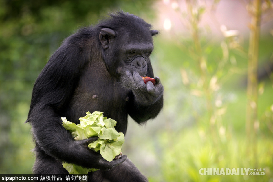 能耐了！捷克動物園黑猩猩直立行走采摘食物有模有樣