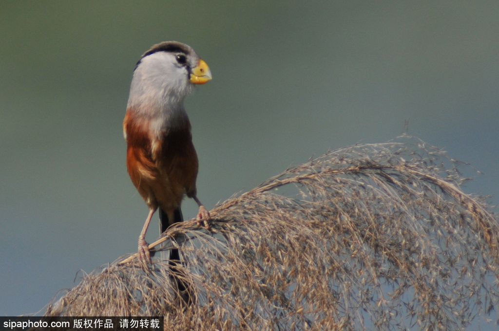 活化石“鳥(niǎo)中熊貓”——震旦鴉雀 落戶青島入?？跐竦?/></p>

<p>2017年6月1日，山東青島，數(shù)量在10只以上、全球?yàn)l危的“鳥(niǎo)中熊貓”震旦鴉雀在青島市白沙河入?？跐竦仃懤m(xù)被發(fā)現(xiàn)。圖為生活在蘆葦叢中的震旦鴉雀。</p>
</div>

<div width=