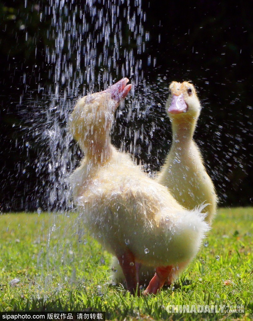 讓清涼來的更猛烈些 盤點夏日高溫清爽時刻