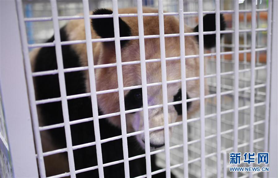 三只旅日大熊貓順利返回家鄉成都