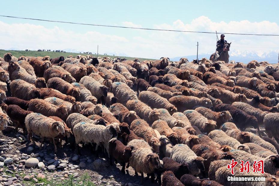 實拍伊犁牧民夏季轉(zhuǎn)場“大遷徙”