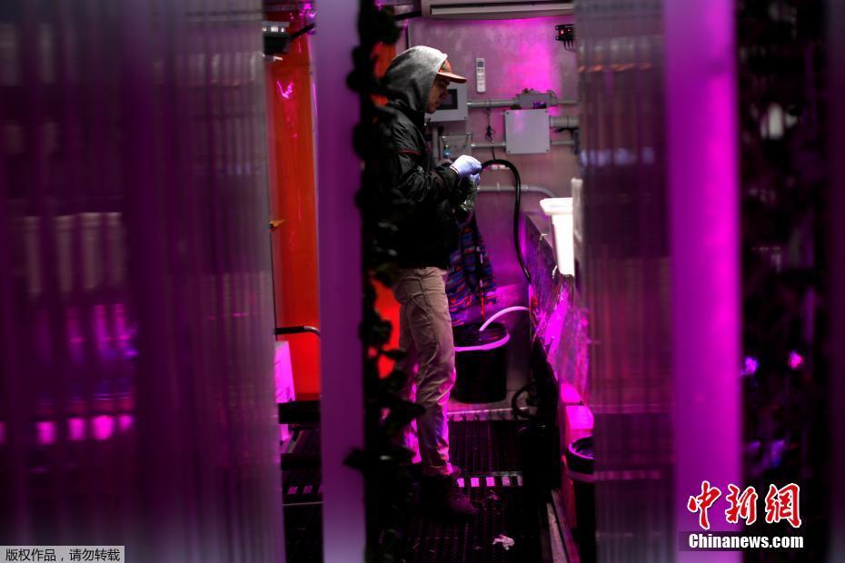 紐約科技范集裝箱農場 通過光控種植蔬菜