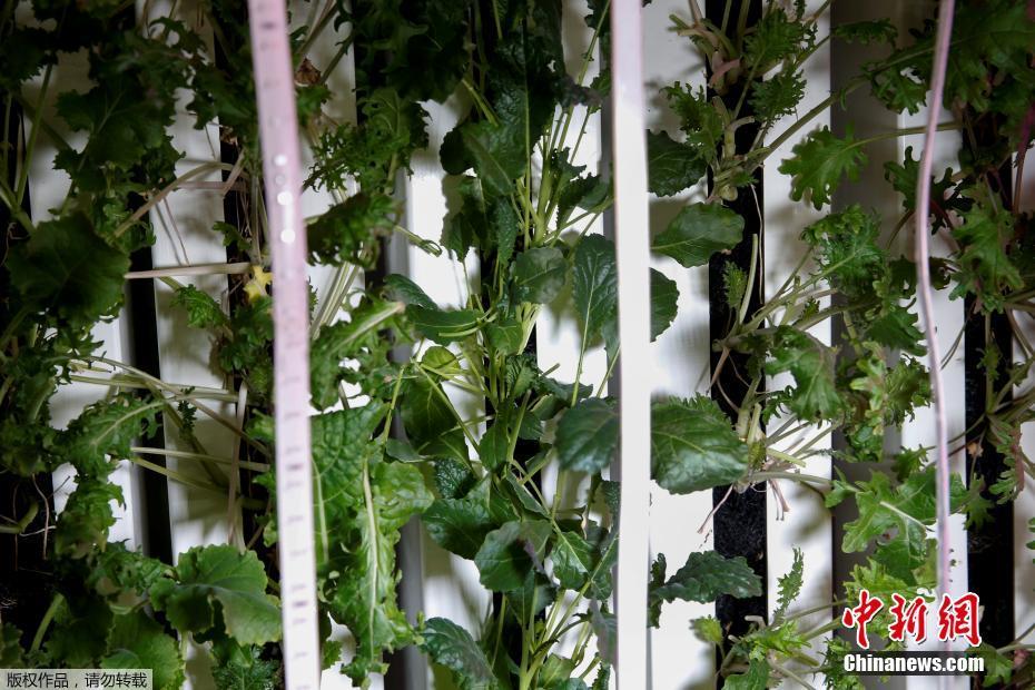 紐約科技范集裝箱農場 通過光控種植蔬菜