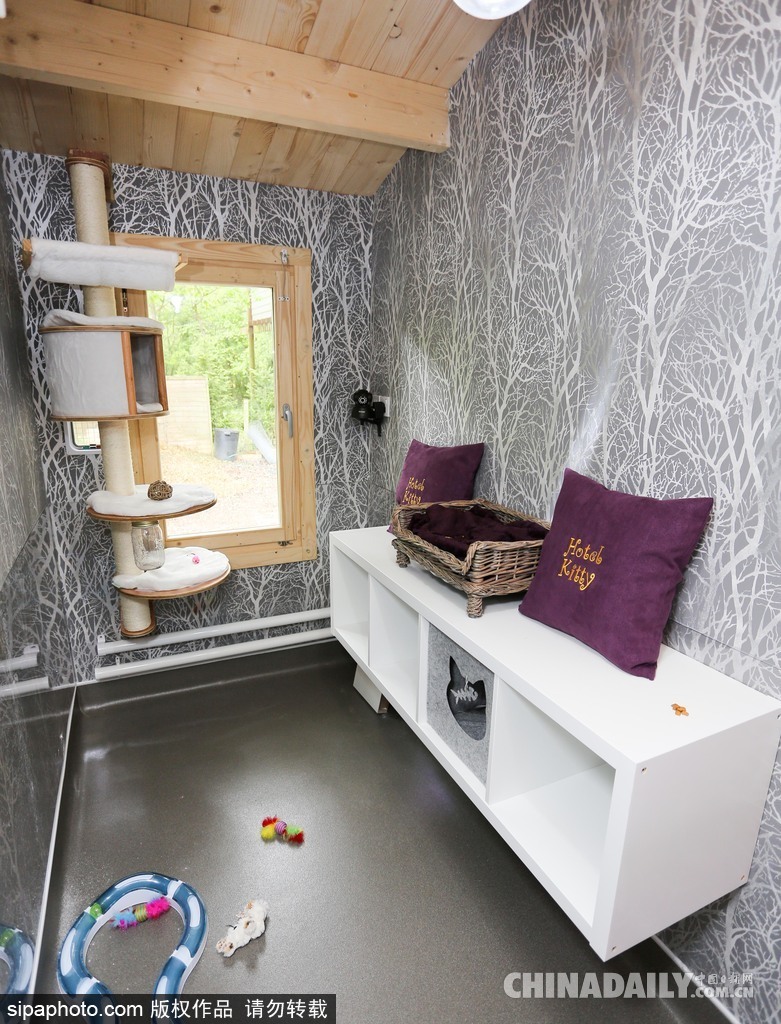 英國現超豪華貓舍旅館 電視美食spa樣樣俱全