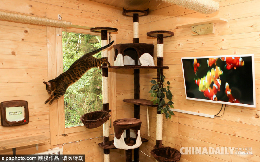 英國現超豪華貓舍旅館 電視美食spa樣樣俱全