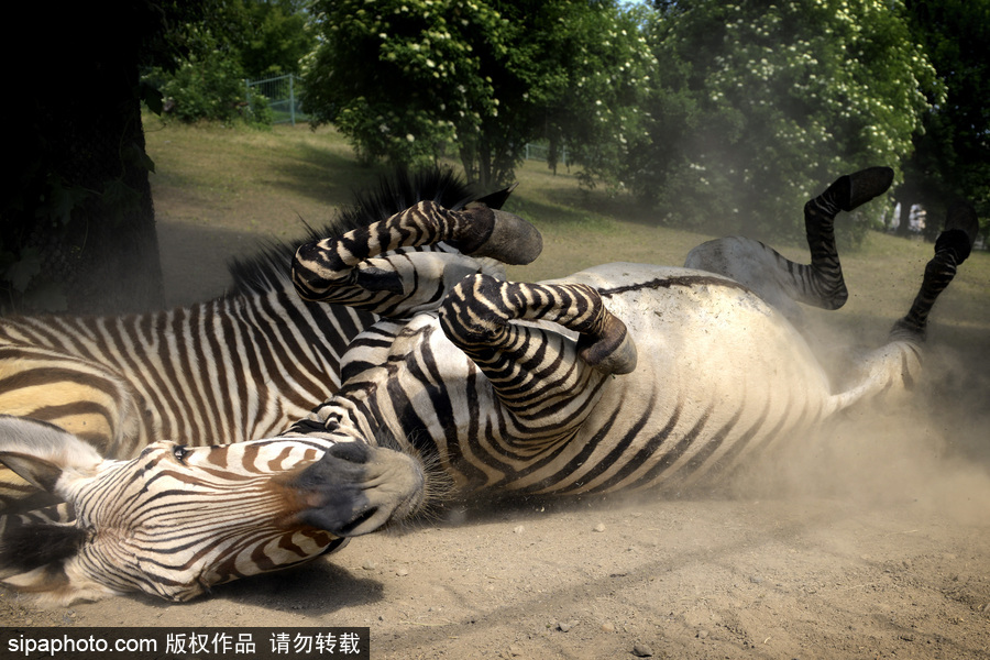 捷克：好兇猛的“撒嬌” 斑馬土里打滾呆萌憨傻