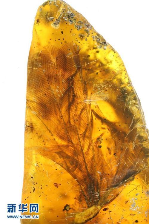 科學家首次在琥珀中發現雛鳥標本