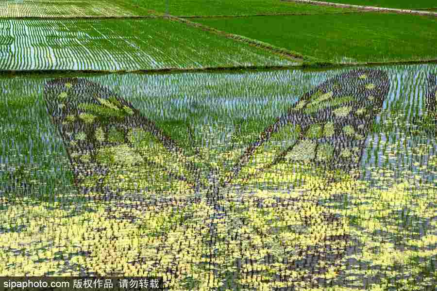 沈陽巨幅3D稻田畫進(jìn)入觀賞期 “龍圖騰”“天女散花”震撼亮相