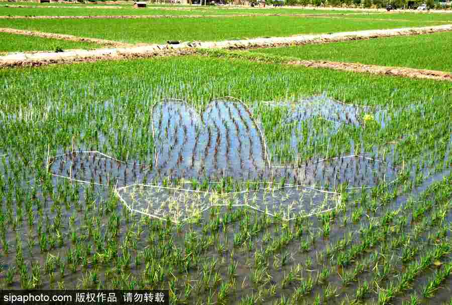 沈陽巨幅3D稻田畫進(jìn)入觀賞期 “龍圖騰”“天女散花”震撼亮相