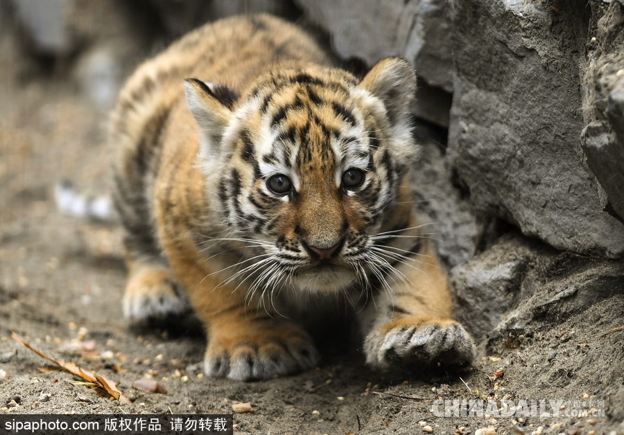 俄羅斯動物園里的西伯利亞虎幼崽 小家伙虎頭虎腦超呆萌
