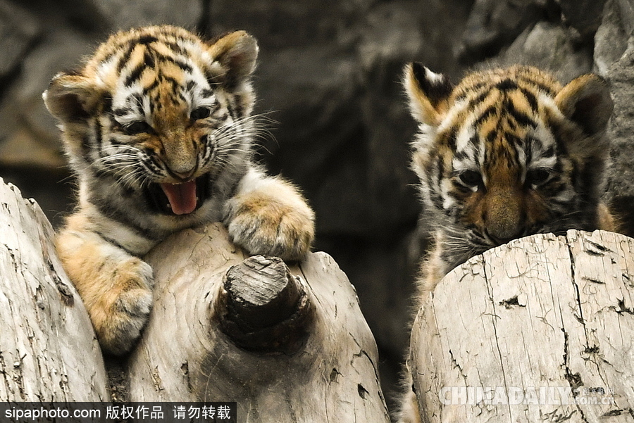 俄羅斯動(dòng)物園里的西伯利亞虎幼崽 小家伙虎頭虎腦超呆萌