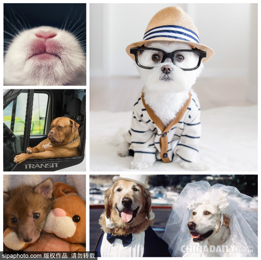 網(wǎng)紅范十足 盤點(diǎn)動物界選手“人模人樣”