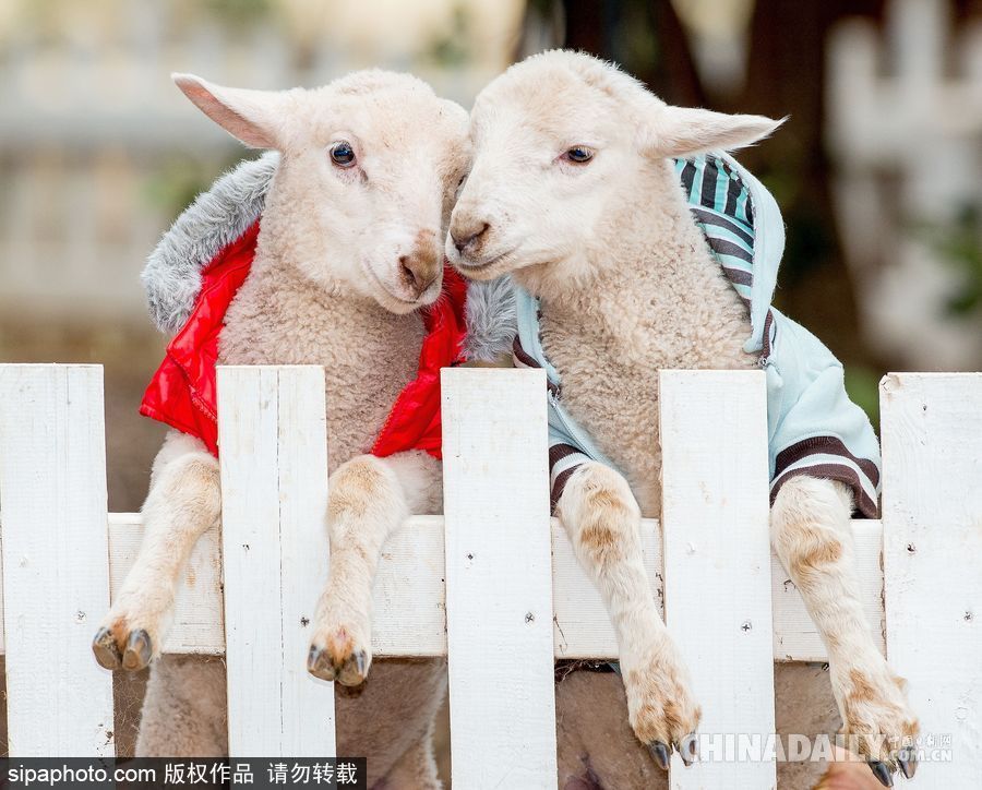 網紅范十足 盤點動物界選手“人模人樣”