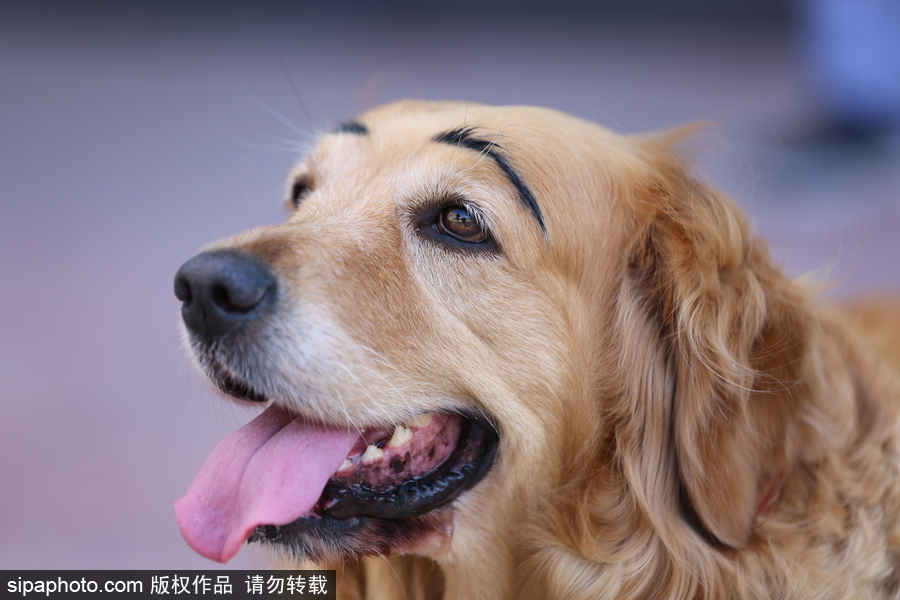 太拉風(fēng)！沈陽(yáng)一金毛犬被紋眉 酷似蠟筆小新