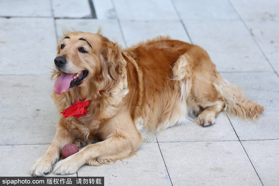 太拉風(fēng)！沈陽一金毛犬被紋眉 酷似蠟筆小新